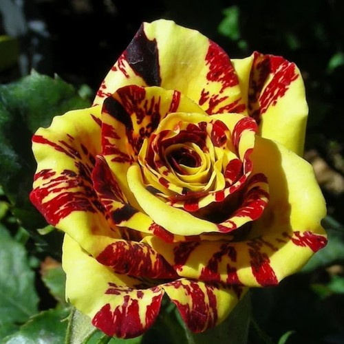 Tea rose dragon tiger - 'dragon, tiger'