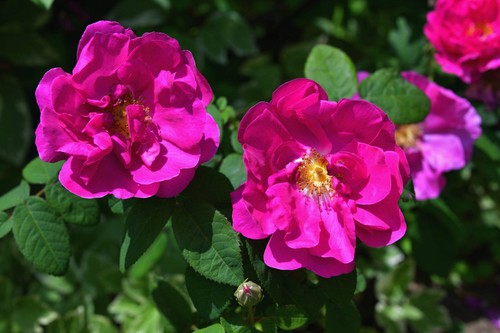 Japanese red rose bush rosa - 30,